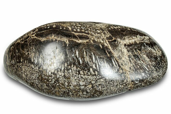 Polished Iguanodon Bone - Isle Of Wight #284228